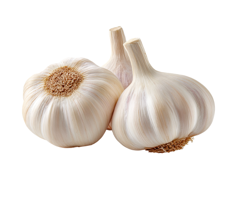 Garlic